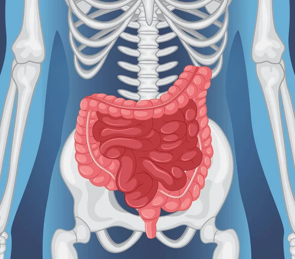 Ray Tubuh Manusia Dengan Gambar Organ Dalam - Stok Vektor