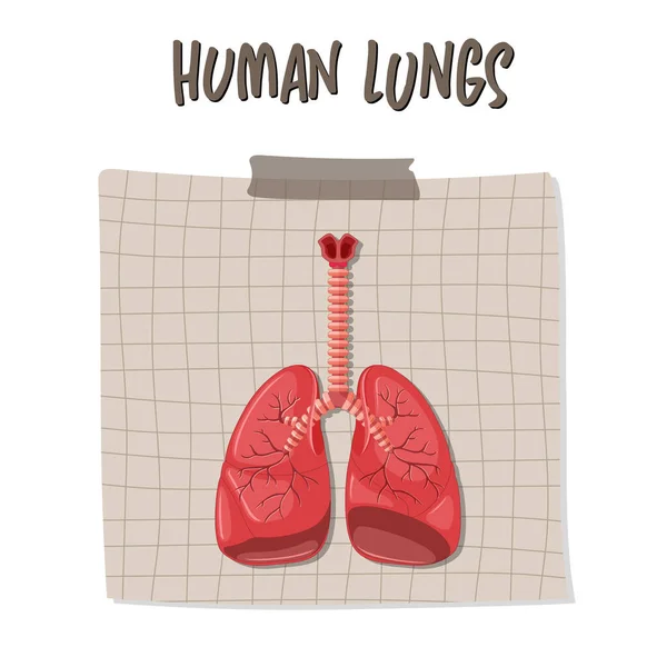 Human Internal Organ Lungs Illustration Ilustrações De Bancos De Imagens Sem Royalties