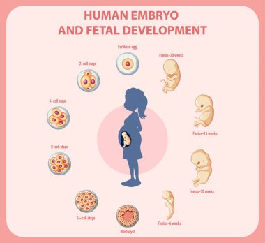 Infographic illüstrasyonunda insan embriyonik gelişimi