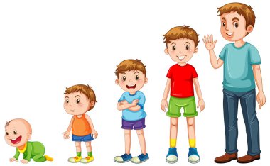 İnsan büyüme çiziminin aşamaları