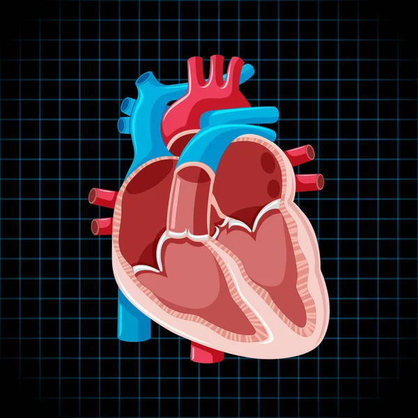 Órgano Interno Humano Con Ilustración Del Corazón — Vector de stock