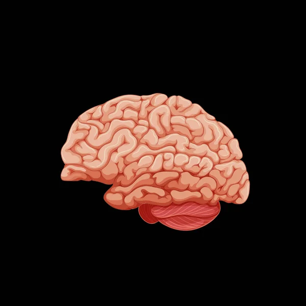 Órgano Interno Humano Con Ilustración Cerebral — Vector de stock