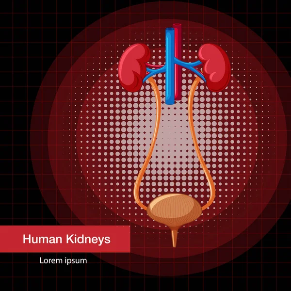 Human Internal Organ Kidneys Bladder Illustration — стоковый вектор