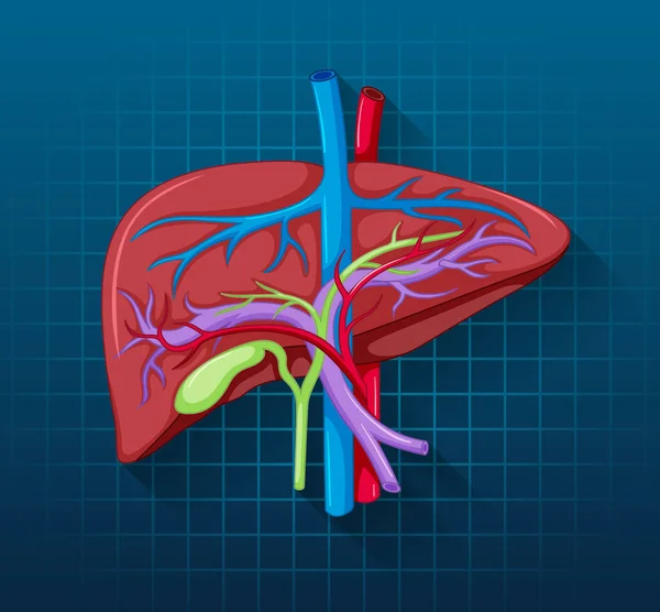Внутрішній Орган Людини Ілюстрацією Печінки — стоковий вектор