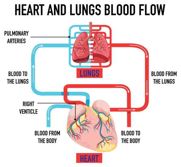 Illustrazione Del Flusso Sanguigno Del Cuore Dei Polmoni — Vettoriale Stock