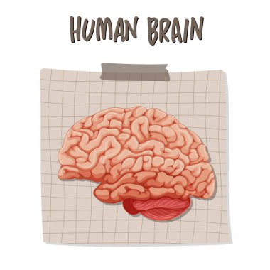 Human internal organ with brain illustration