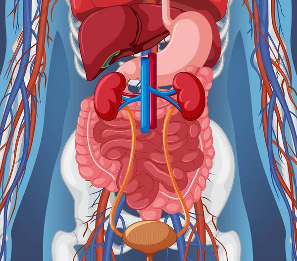 内脏器官示意图的人体X光 — 图库矢量图片