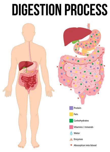 Diagram Som Visar Matsmältningsprocessen Illustration — Stock vektor