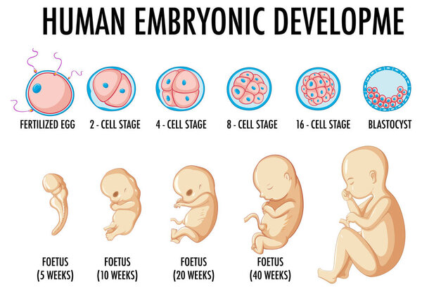 Human embryonic development in human infographic illustration