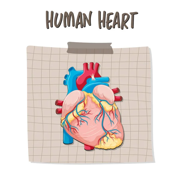 Human Internal Organ Heart Illustration — Stok Vektör
