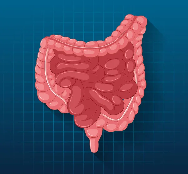 Human Internal Organ Intestine Illustration — Vector de stock