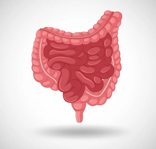 Órgano Interno Humano Con Ilustración Del Intestino — Vector de stock