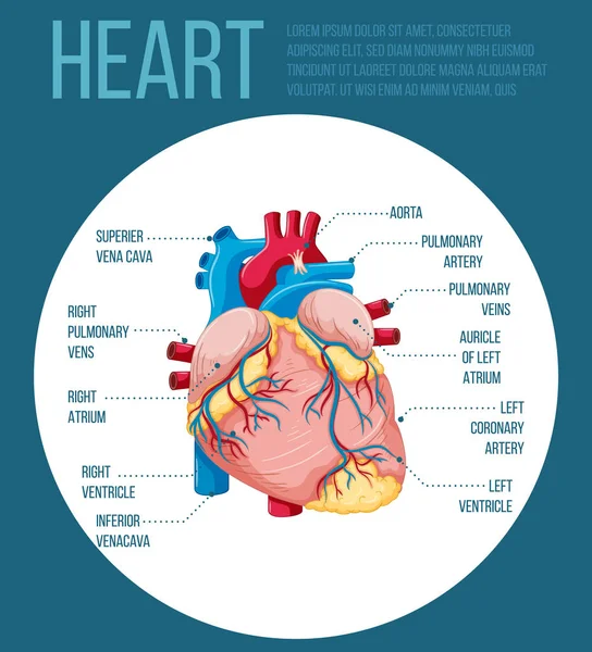 Órgano Interno Humano Con Ilustración Del Corazón — Vector de stock