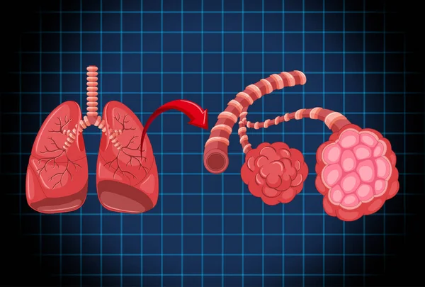 Human Internal Organ Lungs Illustration — Stockvector