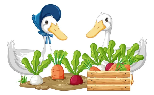 Two Ducks Vegetables Garden Illustration — Stock vektor