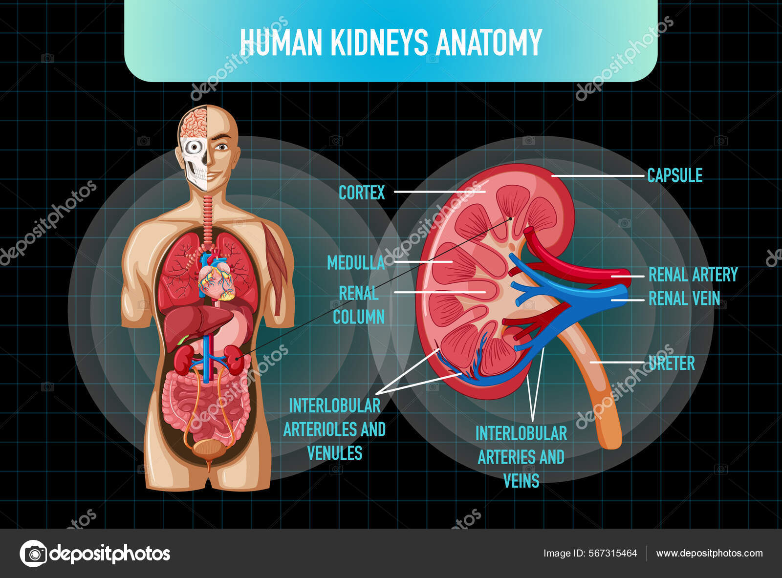 解剖モデル 胃の筋肉解剖モデル - 人体臓器 人体解剖学科学