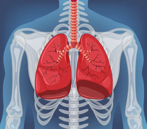 Organo Interno Umano Con Illustrazione Polmonare — Vettoriale Stock