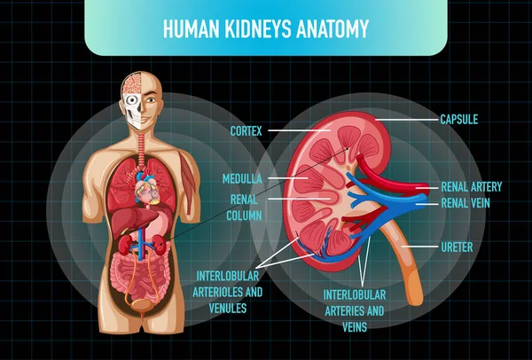 Human Internal Organ Kidneys Bladder Illustration — Vector de stock