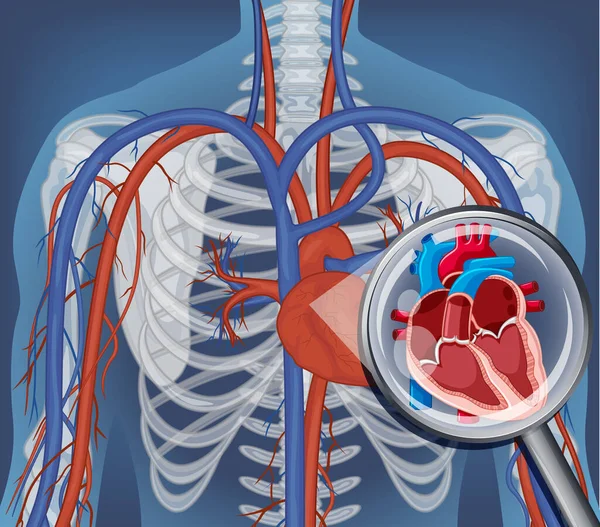 Raggi Del Corpo Umano Con Gli Organi Interni Illustrazione — Vettoriale Stock