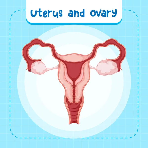 Human Internal Organ Uterus Illustration — Vettoriale Stock