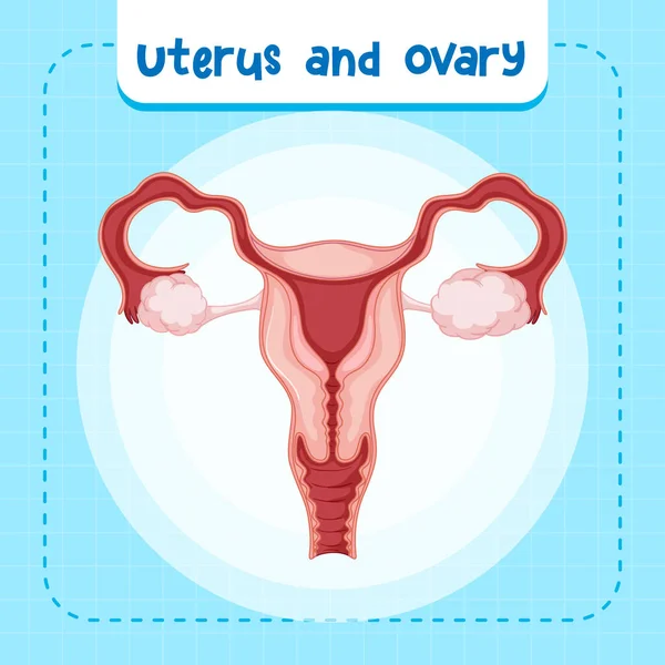 Organo Interno Umano Con Illustrazione Dell Utero — Vettoriale Stock