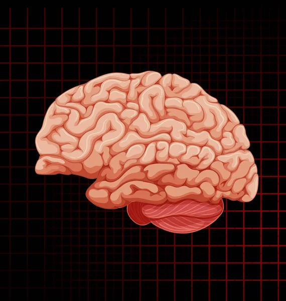 Órgão Interno Humano Com Ilustração Cerebral — Vetor de Stock