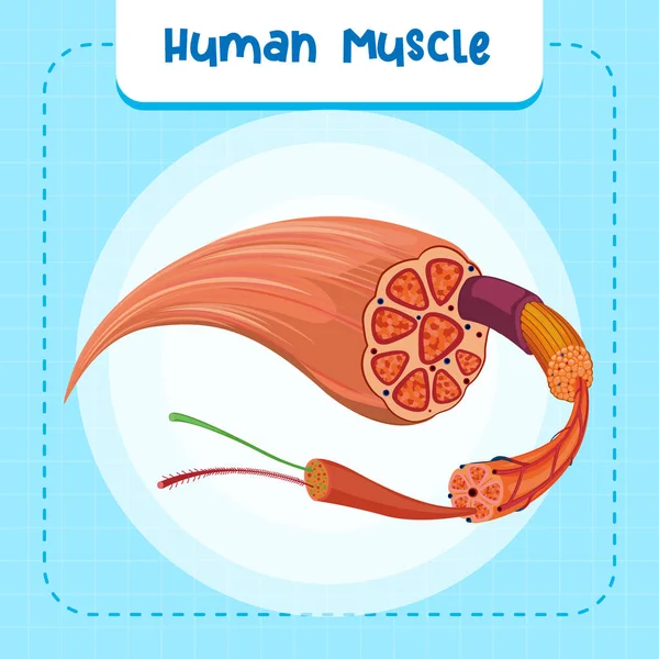 ヒトの筋解剖学的構造図 — ストックベクタ