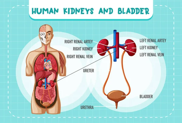 Human Internal Organ Kidneys Bladder Illustration — Vetor de Stock