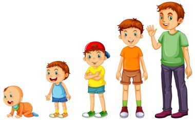 İnsan büyüme çiziminin aşamaları