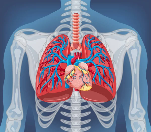 Órgano Interno Humano Con Ilustración Pulmonar — Archivo Imágenes Vectoriales