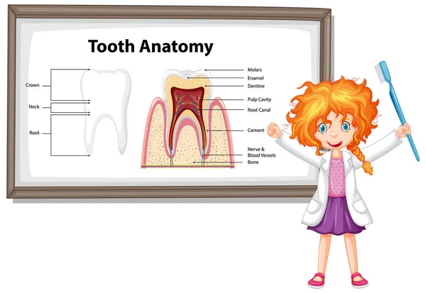 Інфографіка Людини Стоматології Ілюстрація Анатомії Зубів — стоковий вектор
