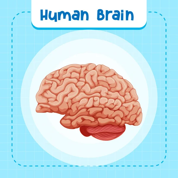 Human Internal Organ Brain Illustration — Vector de stock