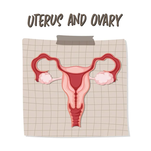 Human Internal Organ Uterus Illustration — ストックベクタ