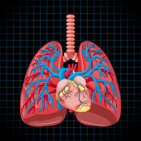 Human Internal Organ Lungs Illustration — Stockvector
