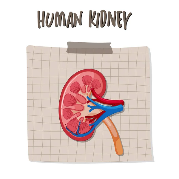 Human Internal Organ Kidney Illustration — Vetor de Stock