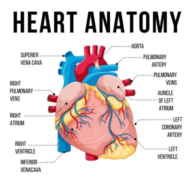 Human internal organ with heart illustration