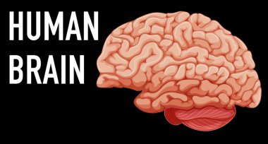 Human internal organ with brain illustration