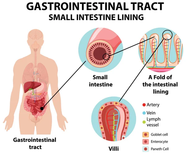 Diagrama Que Muestra Ilustración Del Tracto Gastrointestinal — Vector de stock