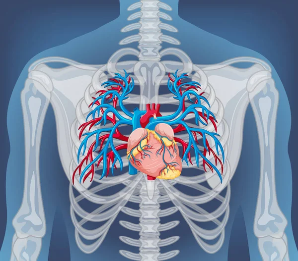 Röntgen Människokroppen Med Inre Organ Illustration — Stock vektor