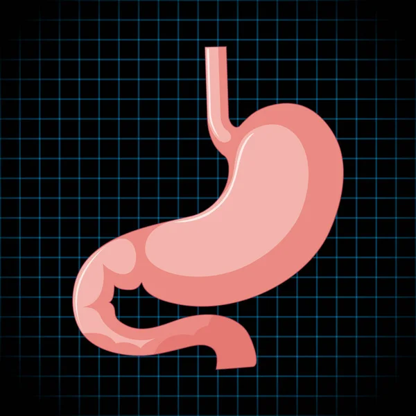 Human Internal Organ Stomach Illustration — Vector de stock