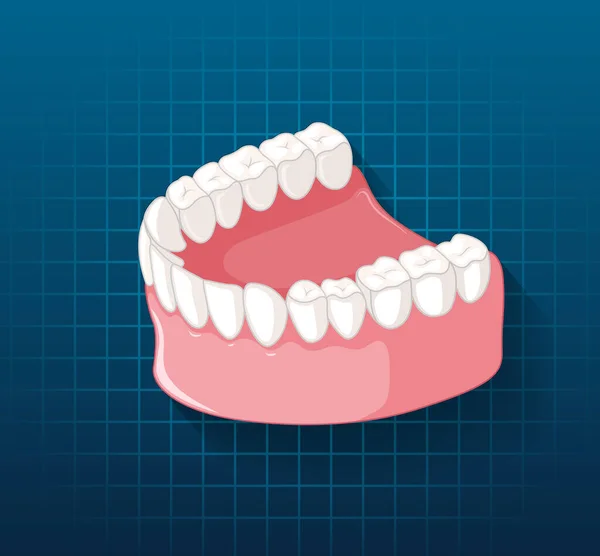 Mandíbula Humana Con Ilustración Dientes — Vector de stock