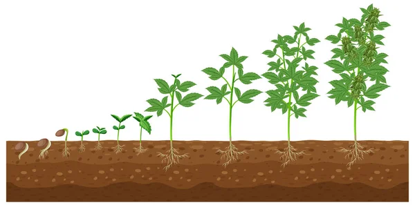 Stages Cannabis Plant Growing Illustration — ストックベクタ