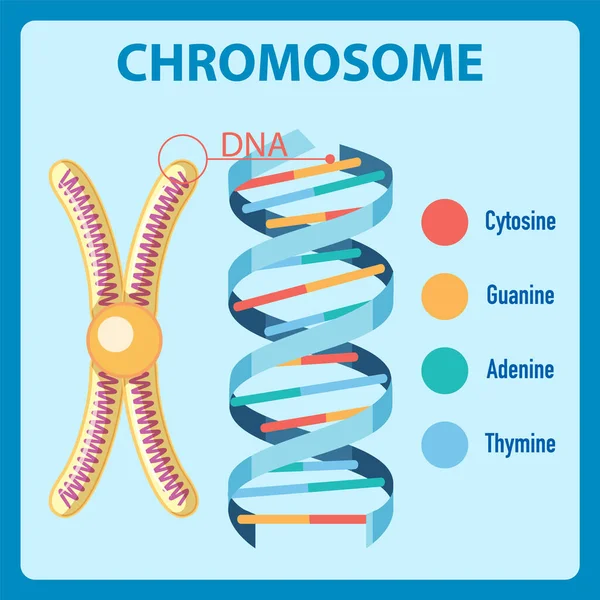 Schema Met Illustratie Van Het Menselijk Chromosoom — Stockvector