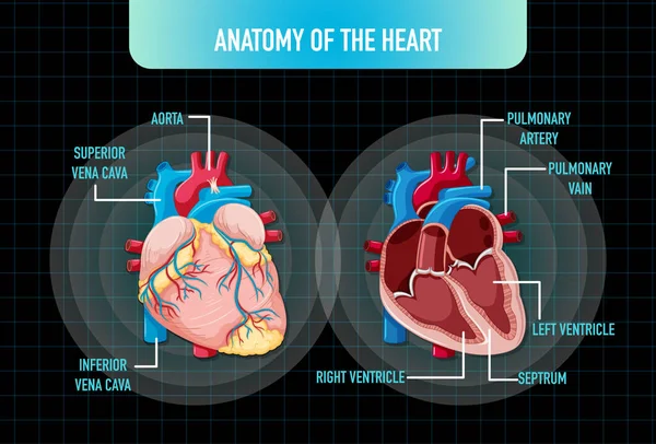 Ανθρώπινο Εσωτερικό Όργανο Απεικόνιση Της Καρδιάς — Διανυσματικό Αρχείο