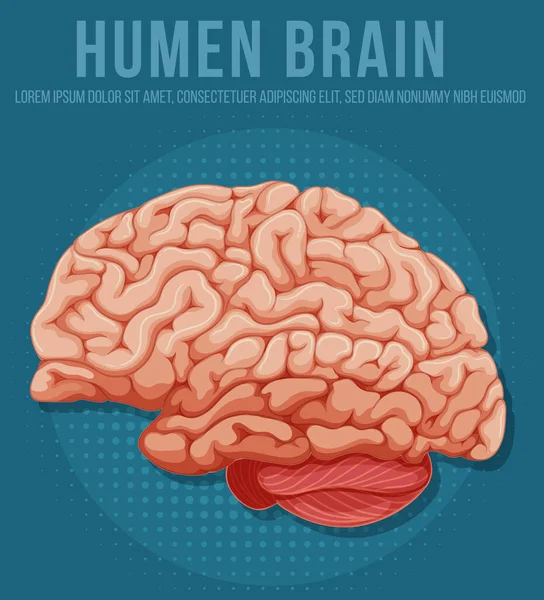 Organe Interne Humain Avec Illustration Cérébrale — Image vectorielle