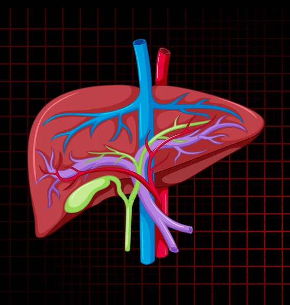 Human Internal Organ Liver Illustration — Stok Vektör