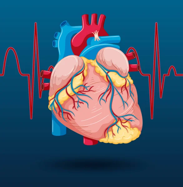 Human Internal Organ Heart Illustration — Vector de stock