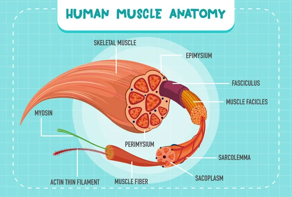 Illustration Der Anatomischen Struktur Menschlicher Muskeln — Stockvektor