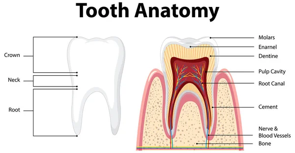 Infographic Van Mens Tandheelkunde Tand Anatomie Illustratie — Stockvector