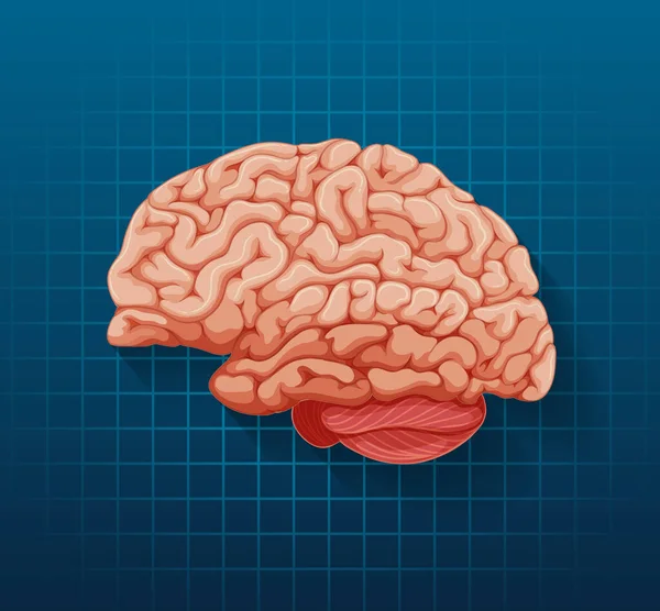 Organe Interne Humain Avec Illustration Cérébrale — Image vectorielle